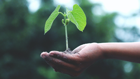 A young plant with just a few leaves held in a person's palm